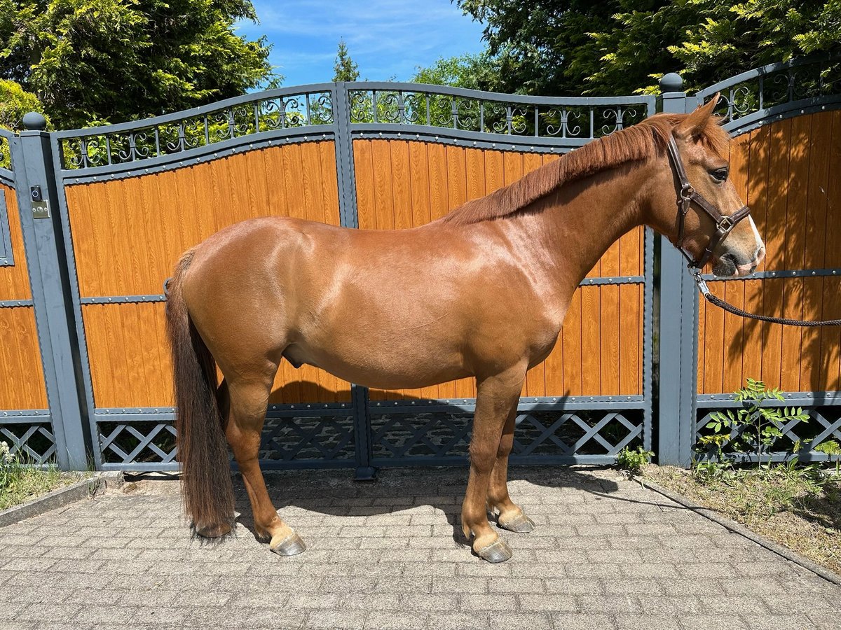 German Riding Pony Gelding 4 years 13,2 hh Sorrel in Gangloffs&#xF6;mmern