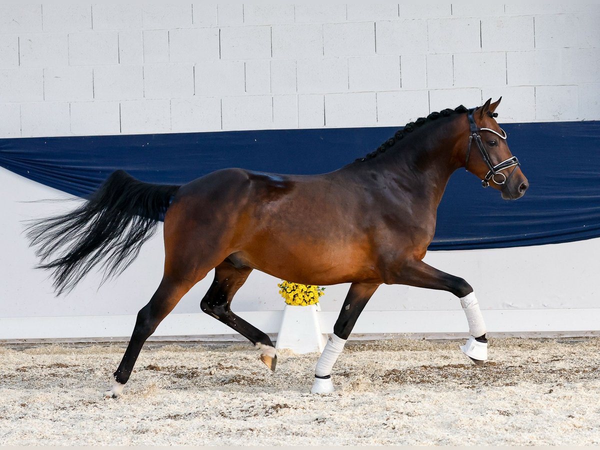 German Riding Pony Gelding 4 years 13,3 hh Brown in Marsberg
