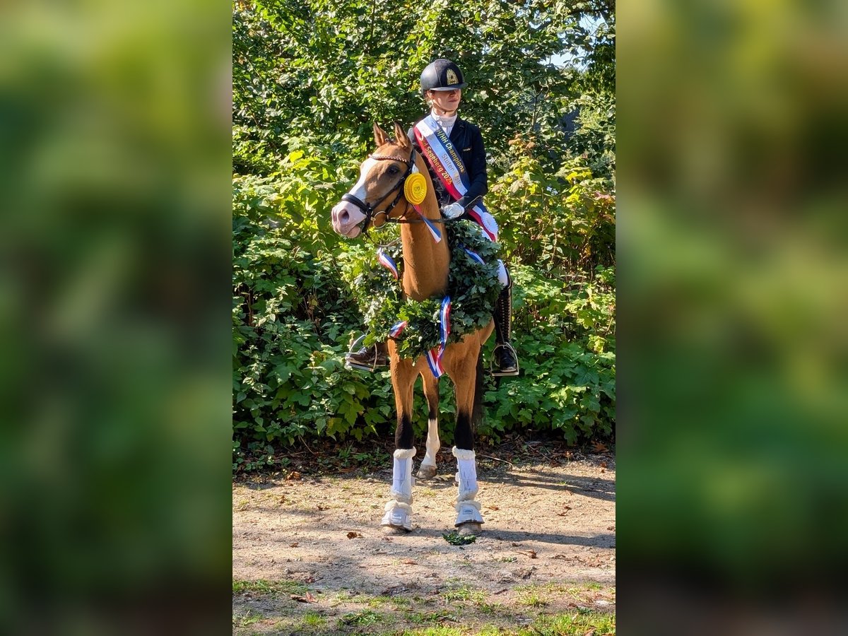 German Riding Pony Gelding 4 years 13,3 hh in Timmendorfer Strand