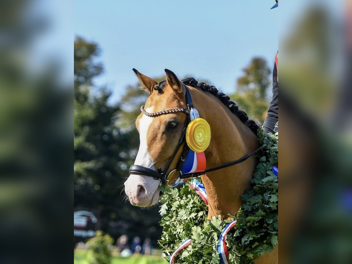 German Riding Pony Gelding 4 years 13,3 hh in Timmendorfer Strand