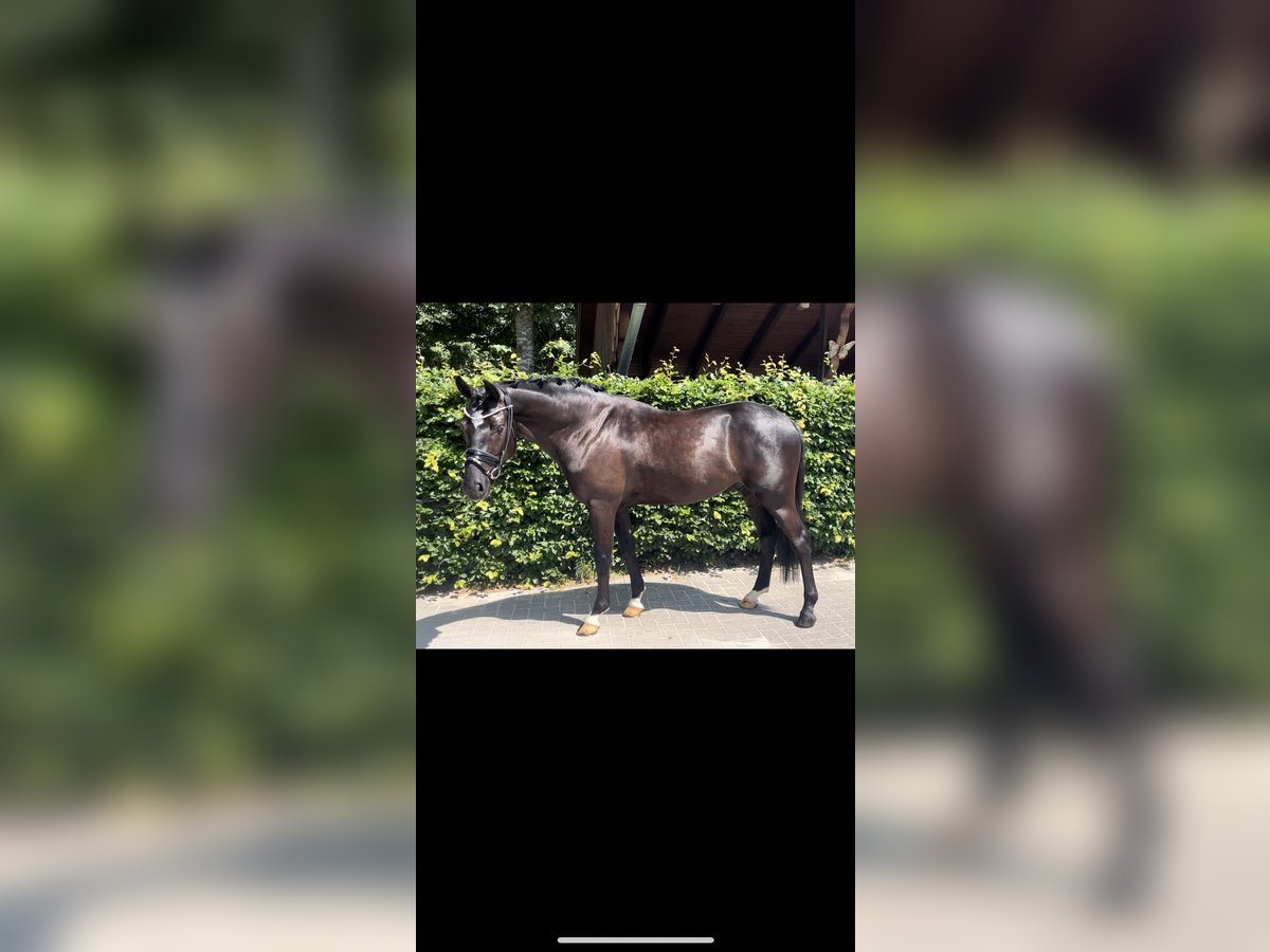 German Riding Pony Gelding 4 years 14,1 hh Black in Rastede