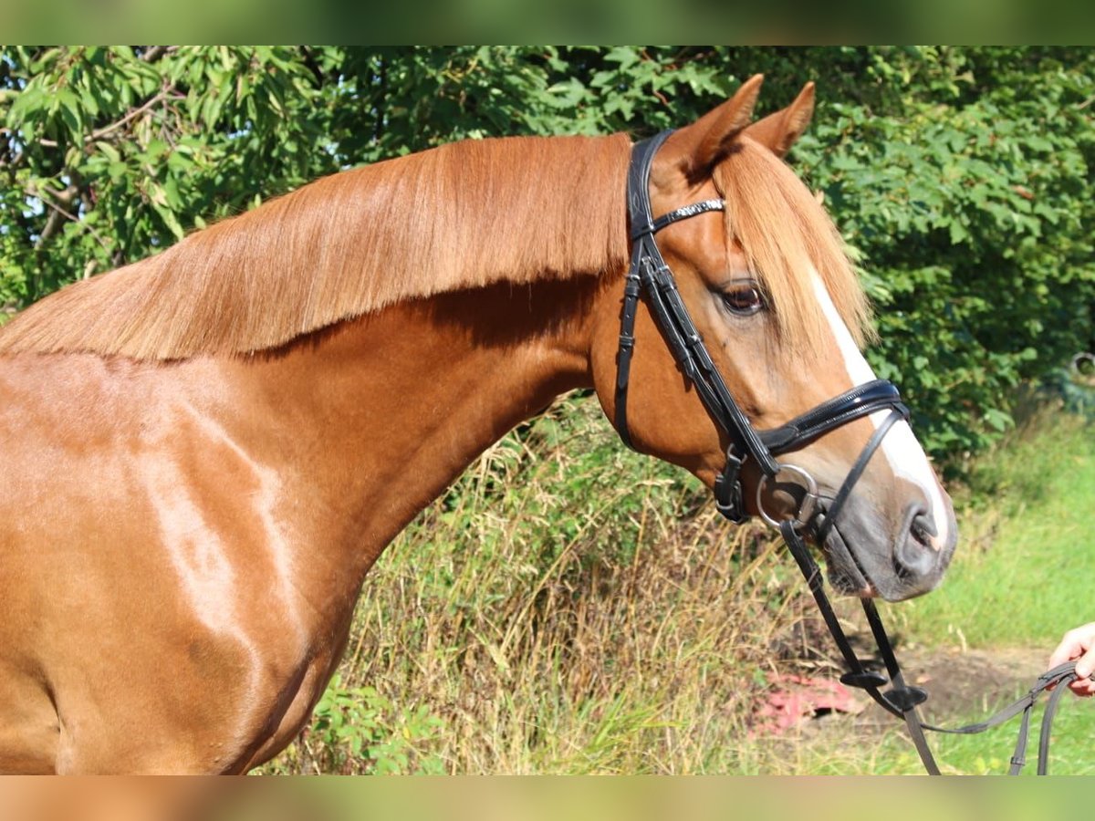 German Riding Pony Gelding 4 years 14,1 hh Chestnut-Red in Niendorf St.