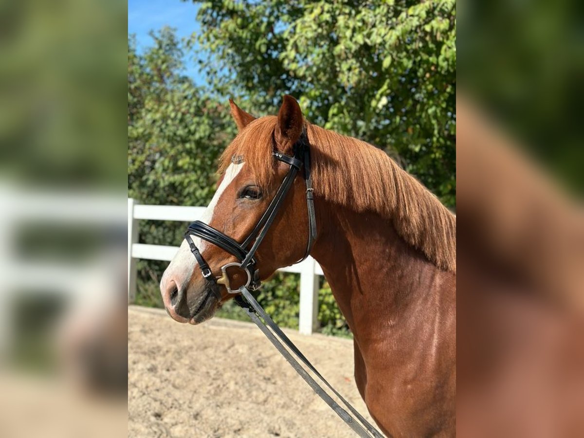 German Riding Pony Gelding 4 years 14,1 hh Chestnut-Red in Loiching