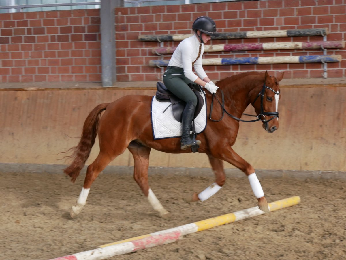 German Riding Pony Gelding 4 years 14,1 hh Chestnut-Red in Dorsten