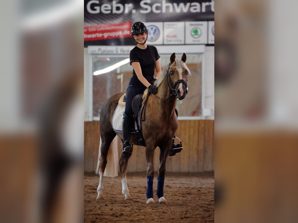 German Riding Pony Gelding 4 years 14,1 hh Palomino in Dohren