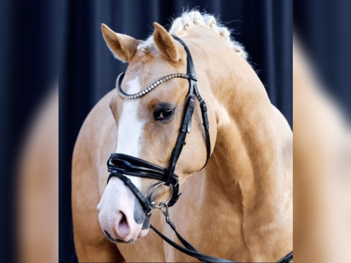 German Riding Pony Gelding 4 years 14,1 hh Palomino in Empfingen