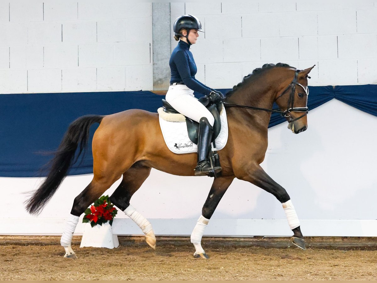 German Riding Pony Gelding 4 years 14,2 hh Brown in Marsberg