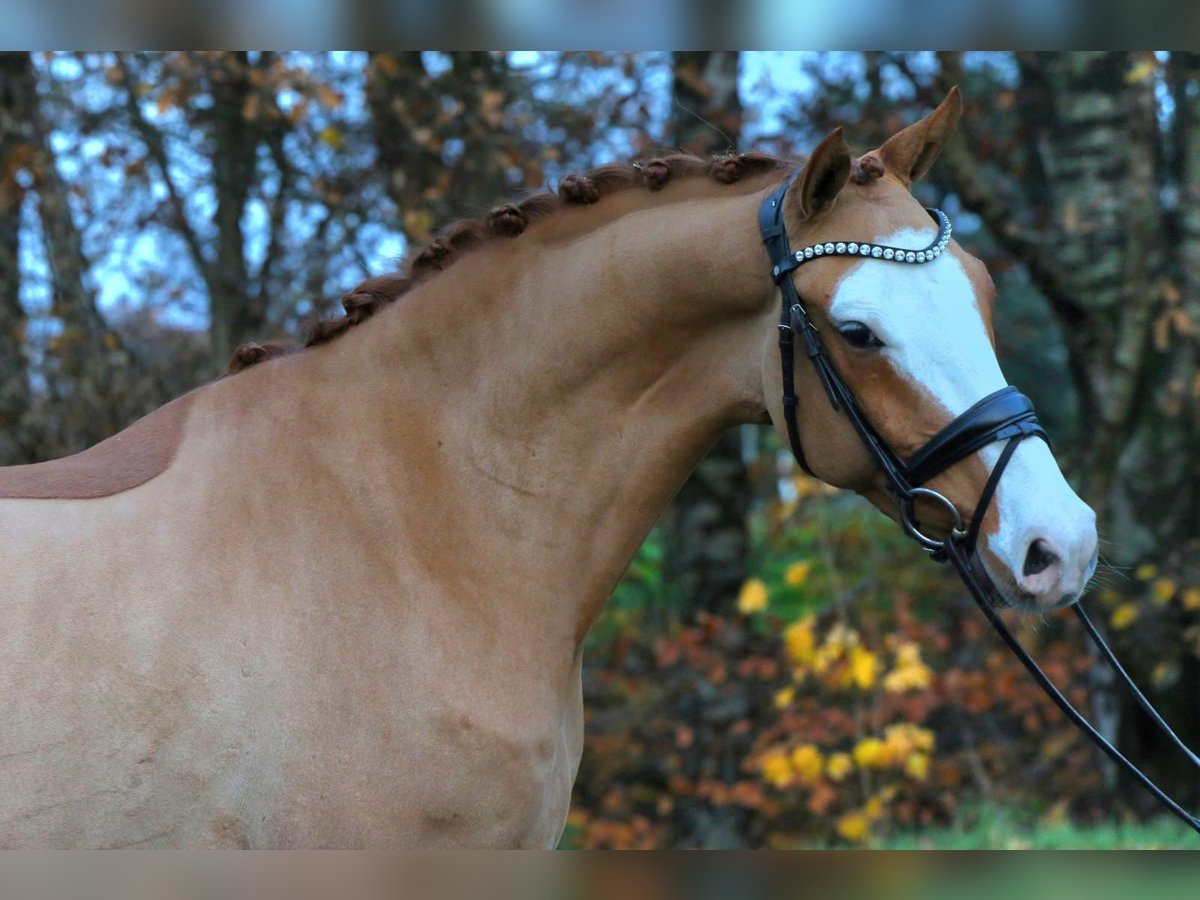 German Riding Pony Gelding 4 years 14,2 hh Chestnut-Red in Rehburg-Loccum Münchehagen