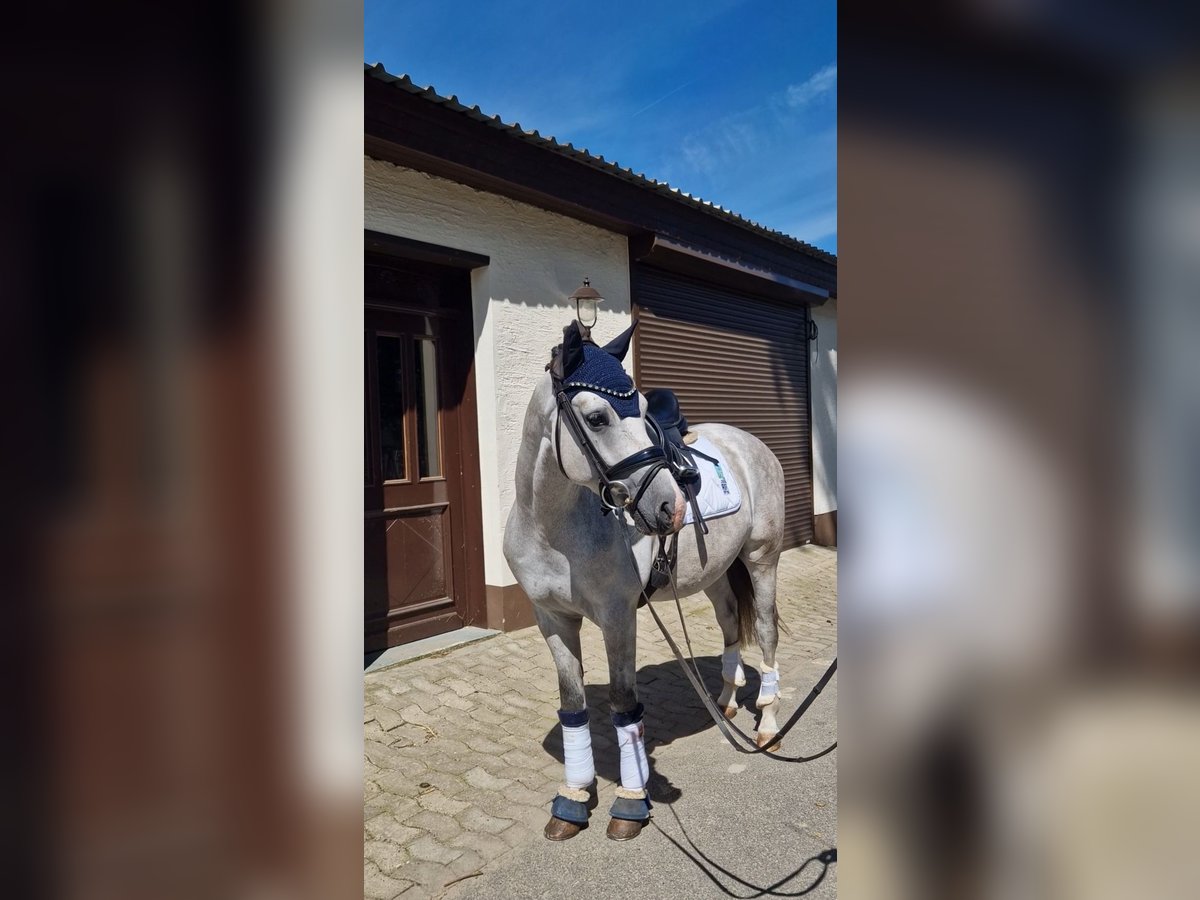 German Riding Pony Gelding 4 years 14,2 hh Gray in Bohmte