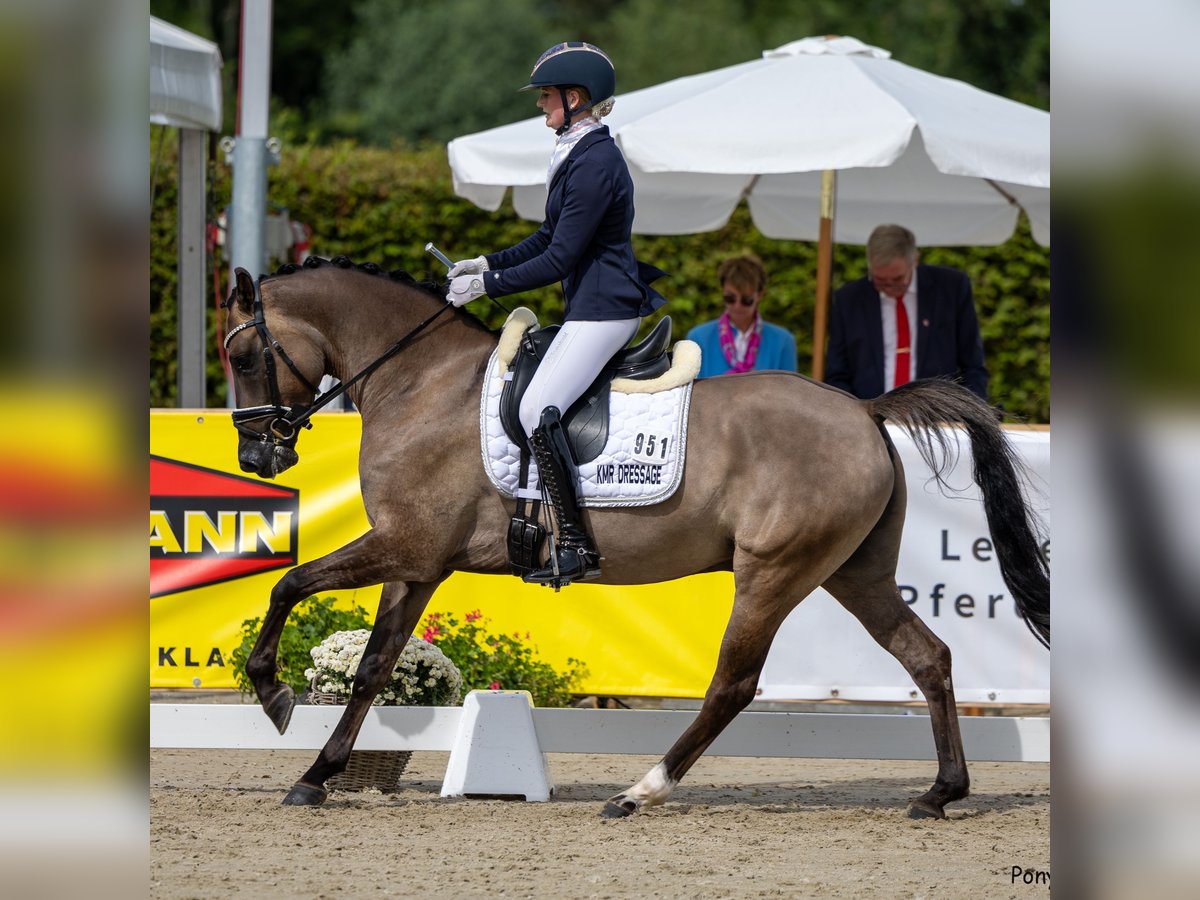 German Riding Pony Gelding 4 years 14,3 hh Dun in Lünen