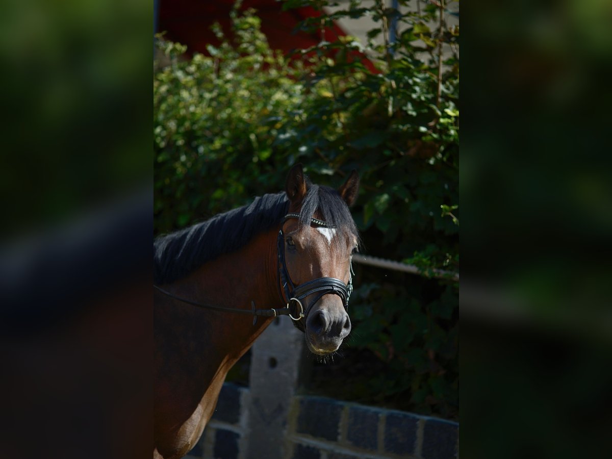 German Riding Pony Gelding 4 years 14 hh Brown in Mülheim an der Ruhr