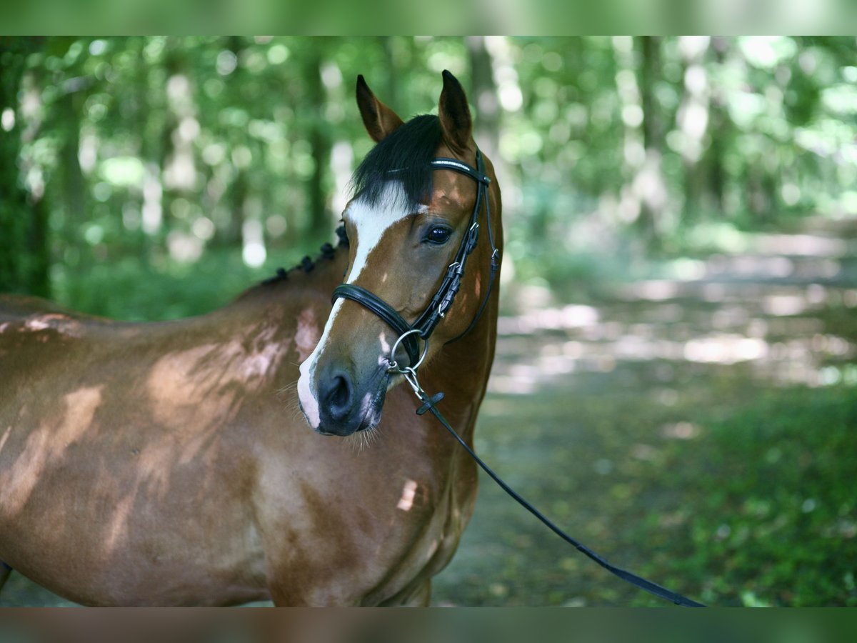 German Riding Pony Gelding 4 years 14 hh Brown in Achern