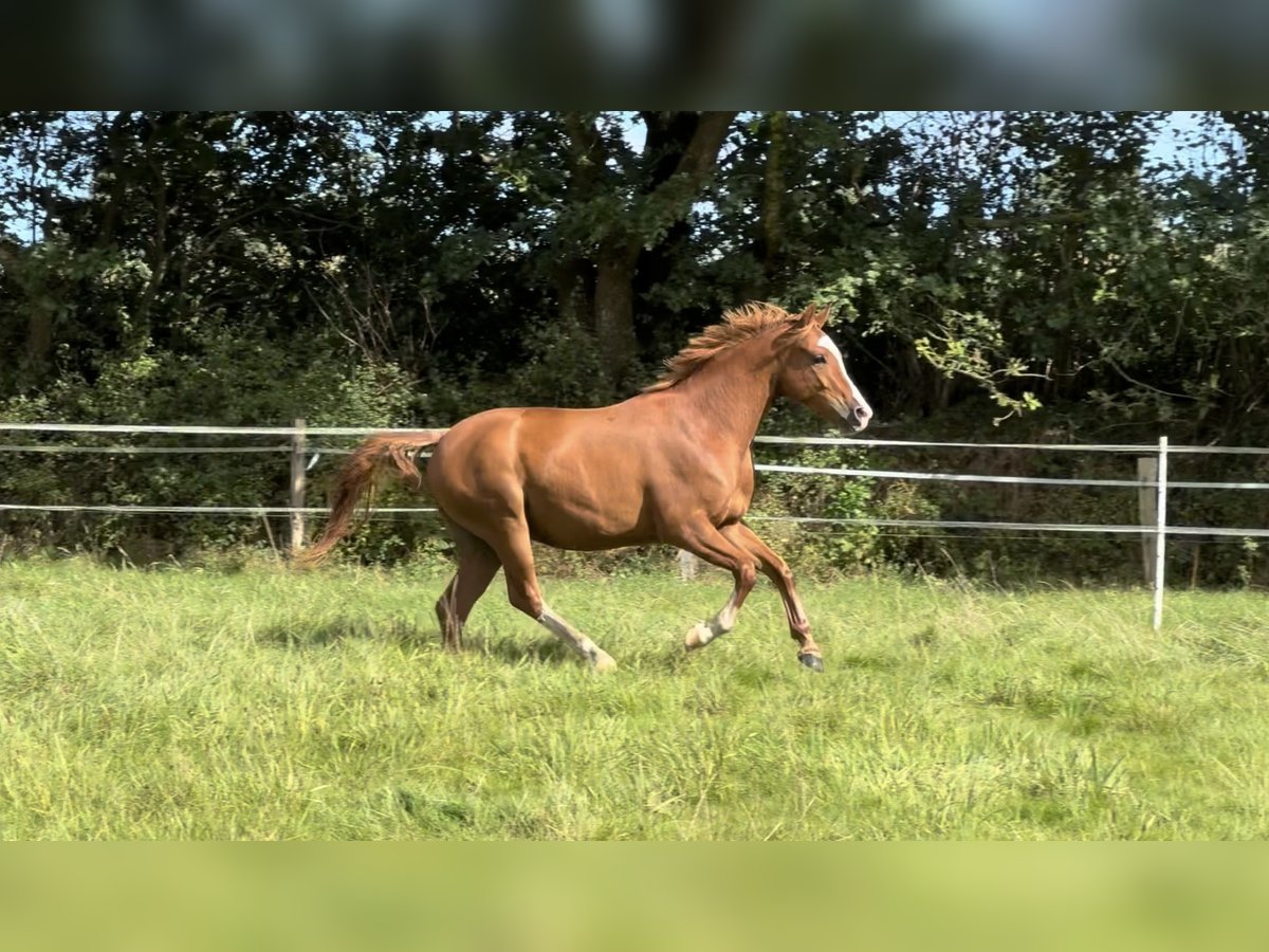 German Riding Pony Gelding 4 years 14 hh Chestnut-Red in Wapelfeld