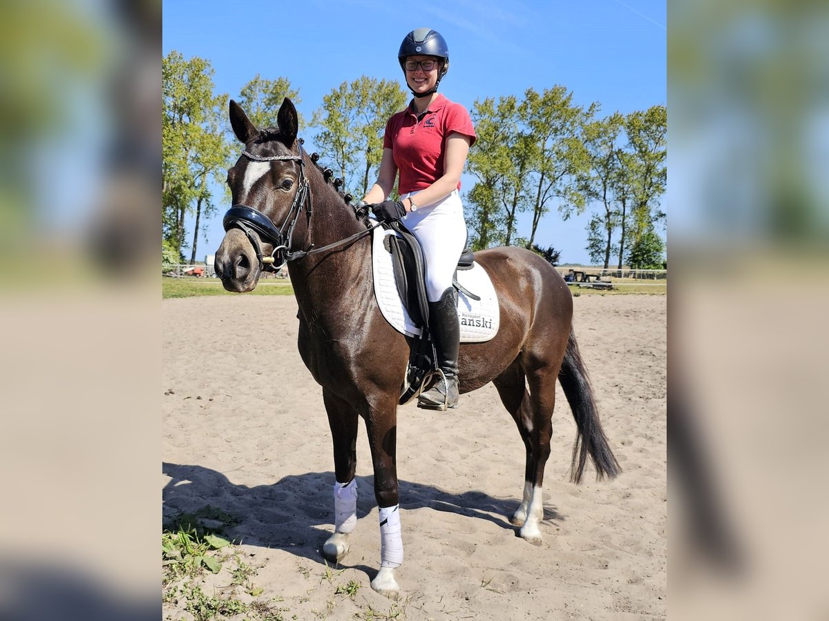 German Riding Pony Gelding 4 years 14,1 hh Black in Bresewitz
