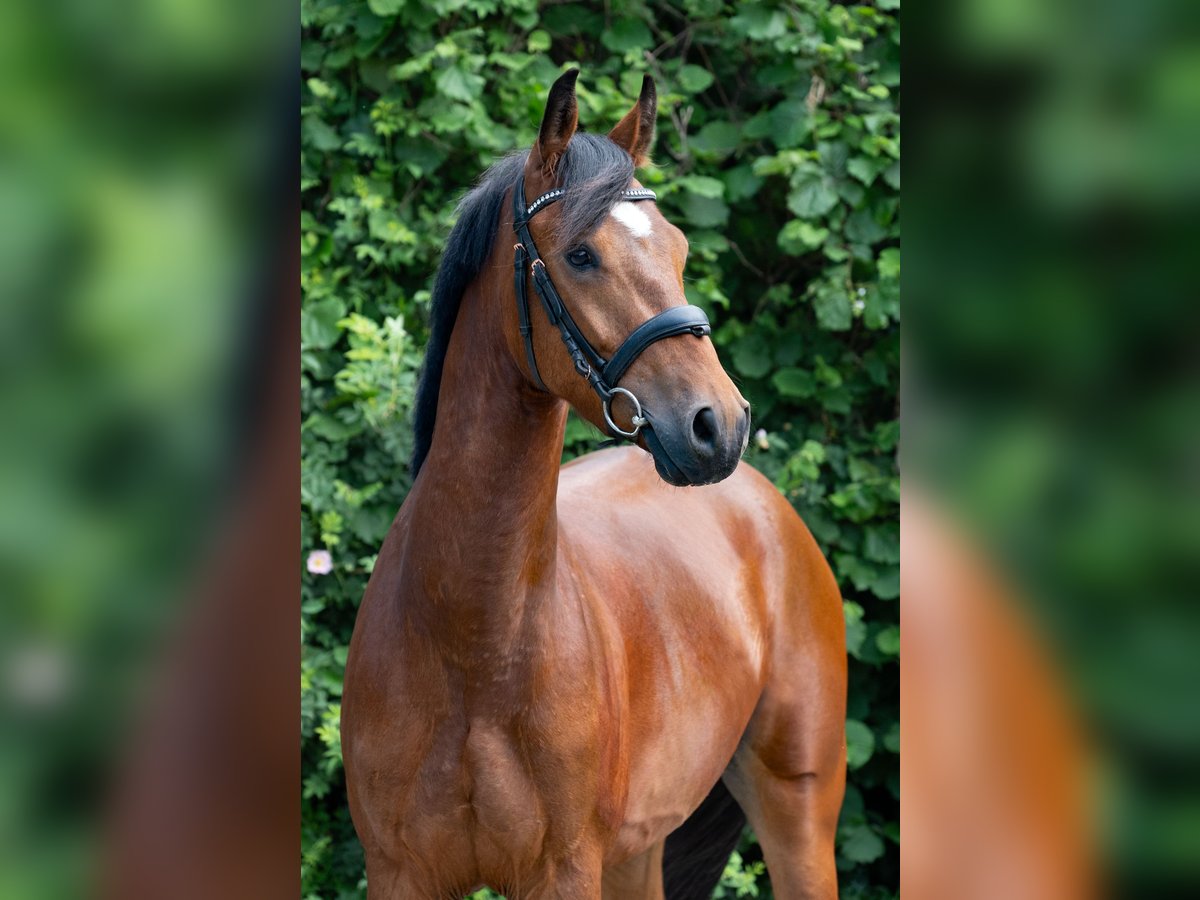 German Riding Pony Gelding 4 years 14,1 hh Brown in Nordhorn