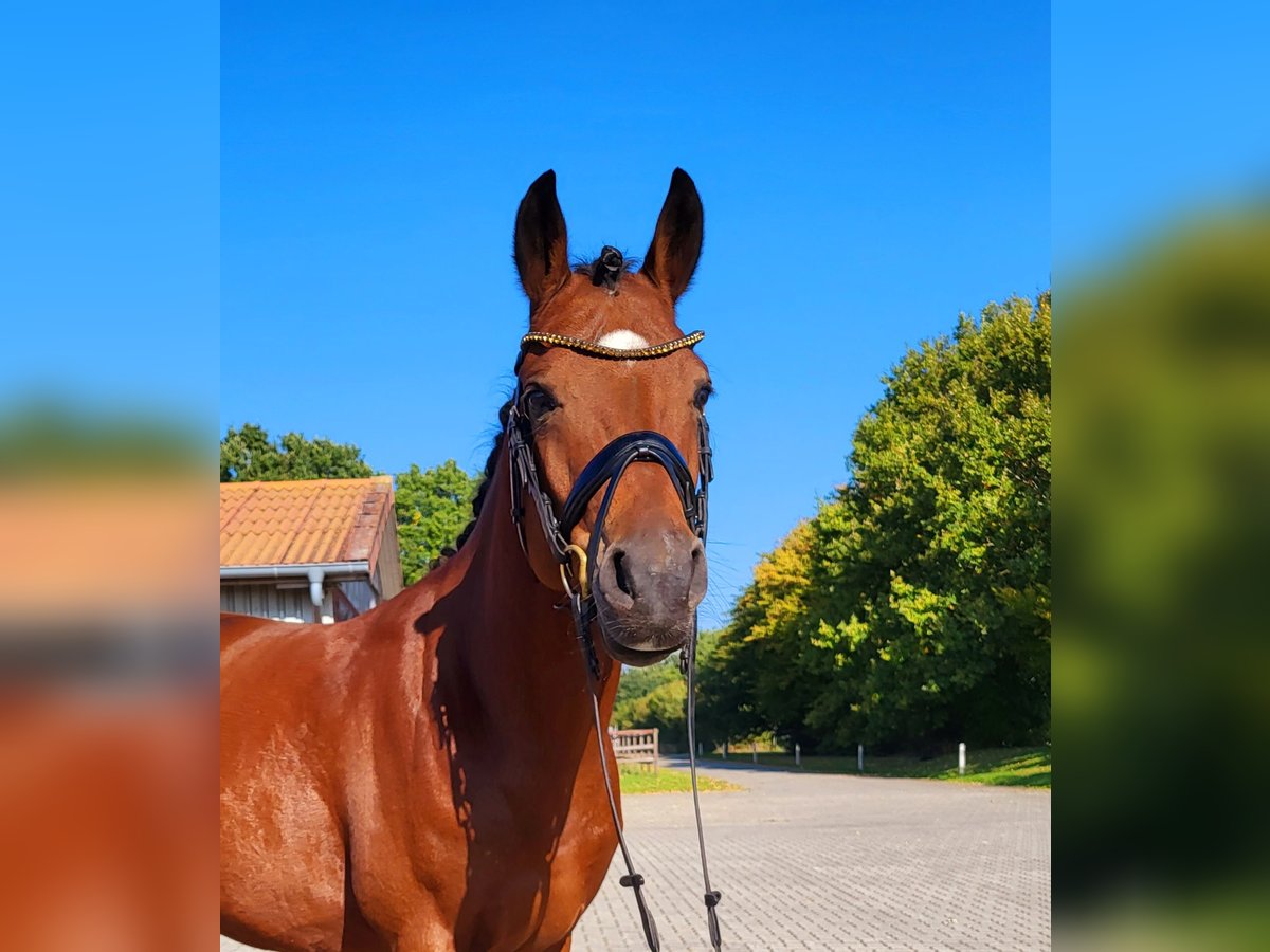 German Riding Pony Gelding 4 years 14,1 hh Brown in Frelsdorf