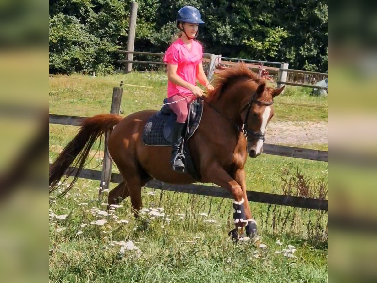 German Riding Pony Gelding 4 years 14,1 hh Chestnut-Red in Ritterhude