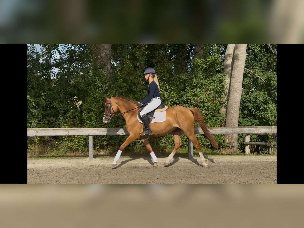 German Riding Pony Gelding 4 years 14,1 hh Chestnut-Red in S&#xFC;derl&#xFC;gum
