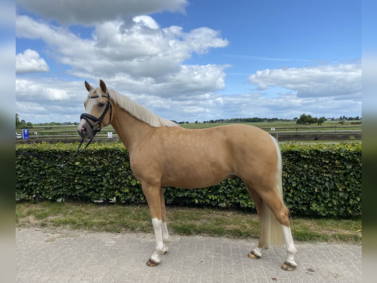 German Riding Pony Gelding 4 years 14,1 hh Dun in Borsfleth