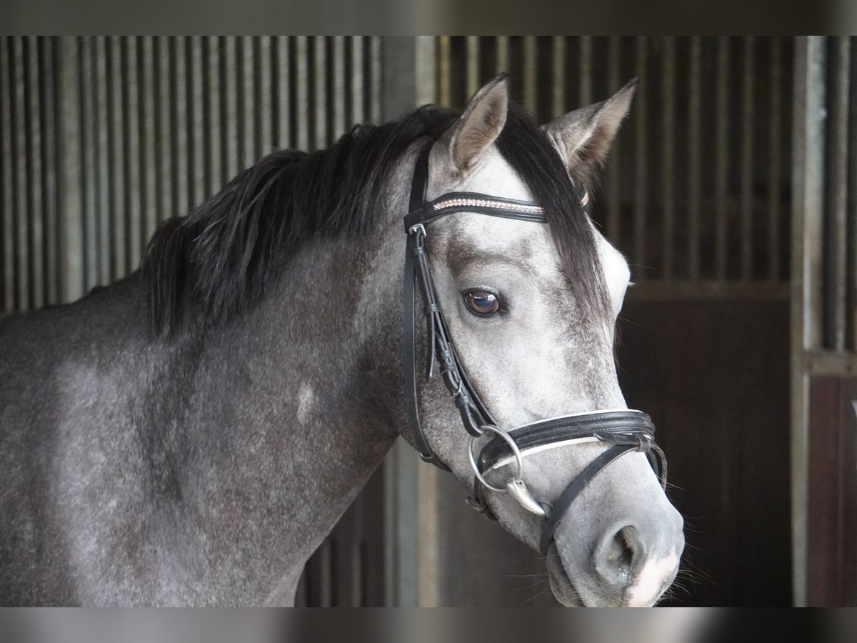 German Riding Pony Gelding 4 years 14,1 hh Gray in Treuenbrietzen