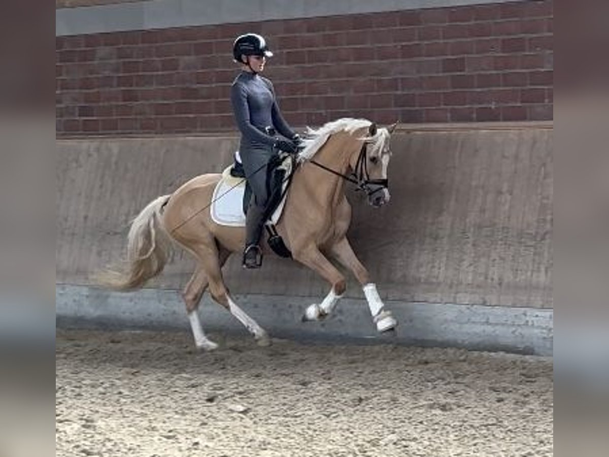 German Riding Pony Gelding 4 years 14,1 hh Palomino in Viersen