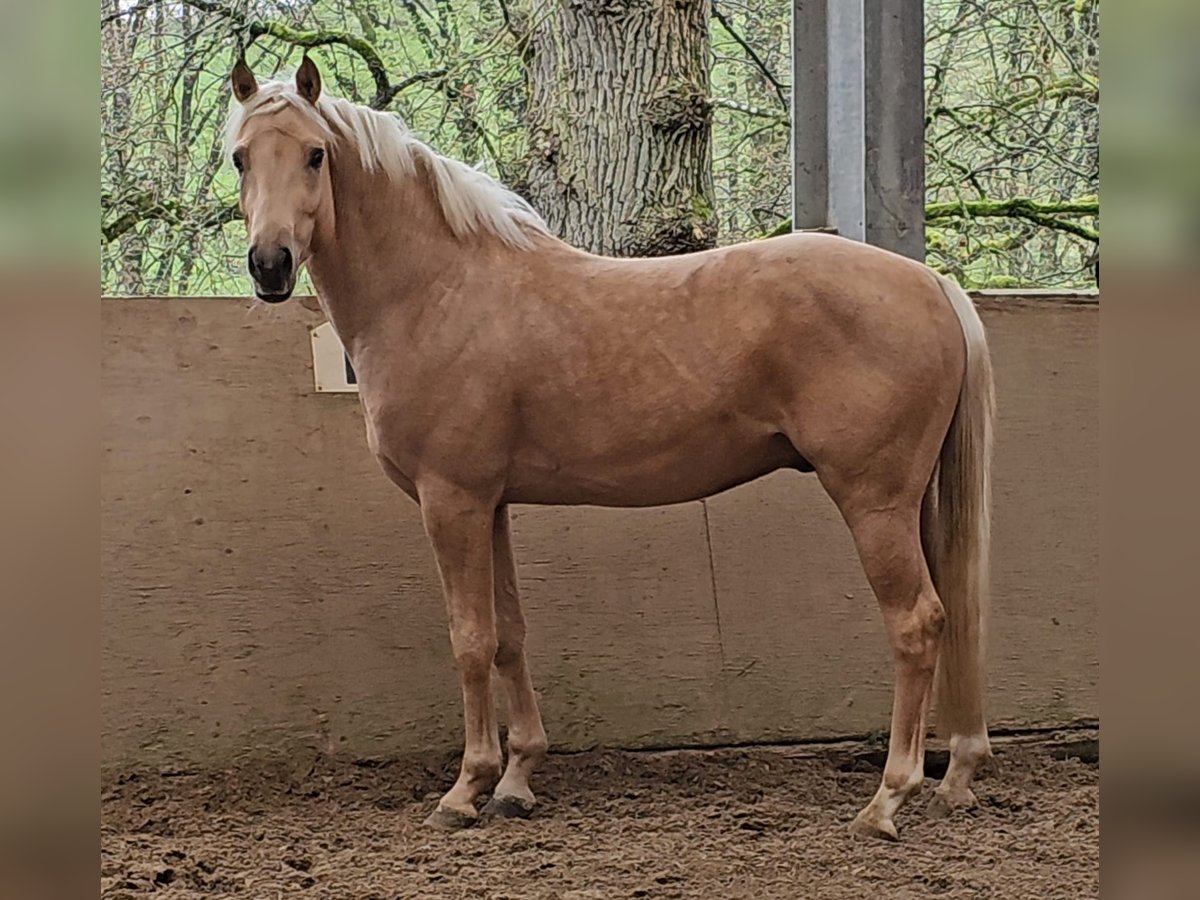 German Riding Pony Gelding 4 years 14,1 hh Palomino in Ruppichteroth