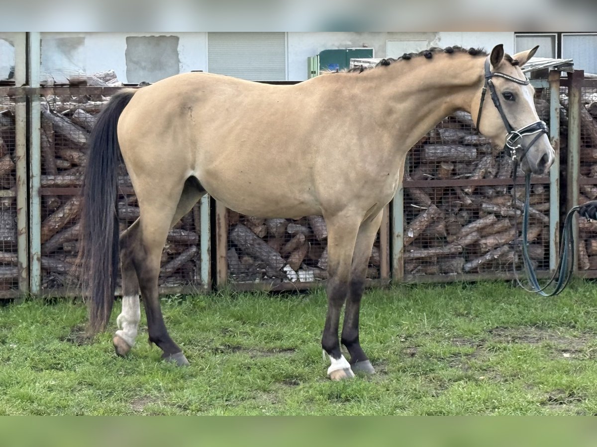 German Riding Pony Gelding 4 years 14,2 hh Buckskin in Treuenbrietzen