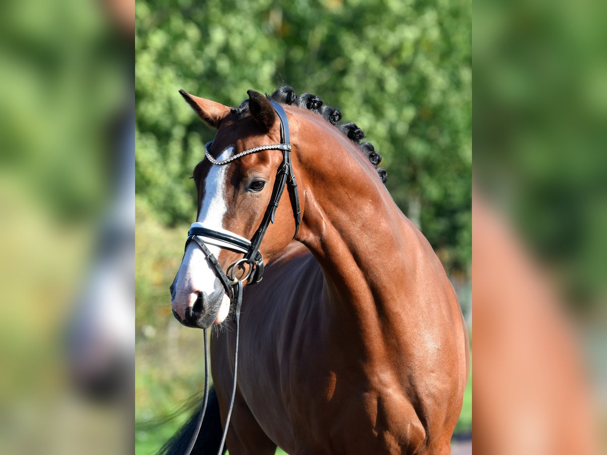 German Riding Pony Gelding 4 years 14,3 hh Brown in Kamern