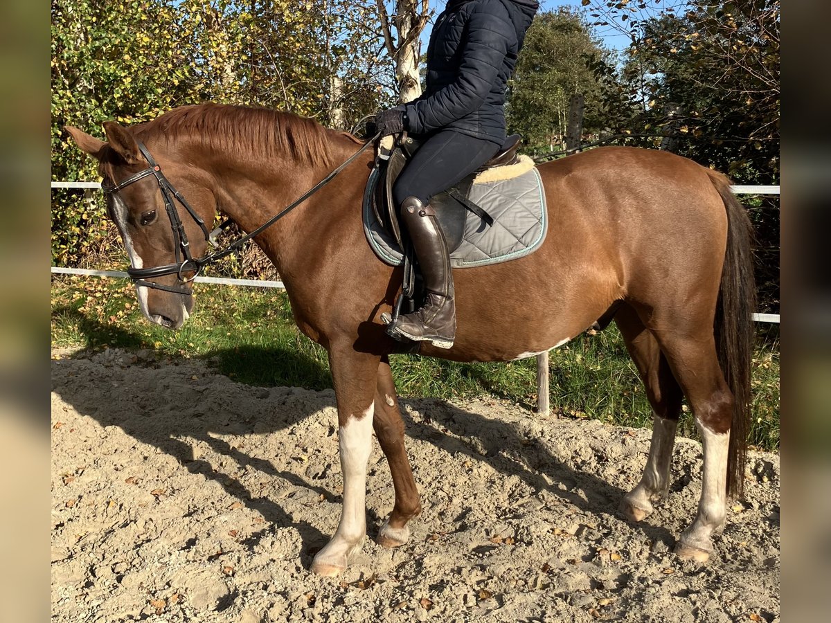 German Riding Pony Gelding 4 years 14,3 hh Chestnut-Red in Gro&#xDF;heide