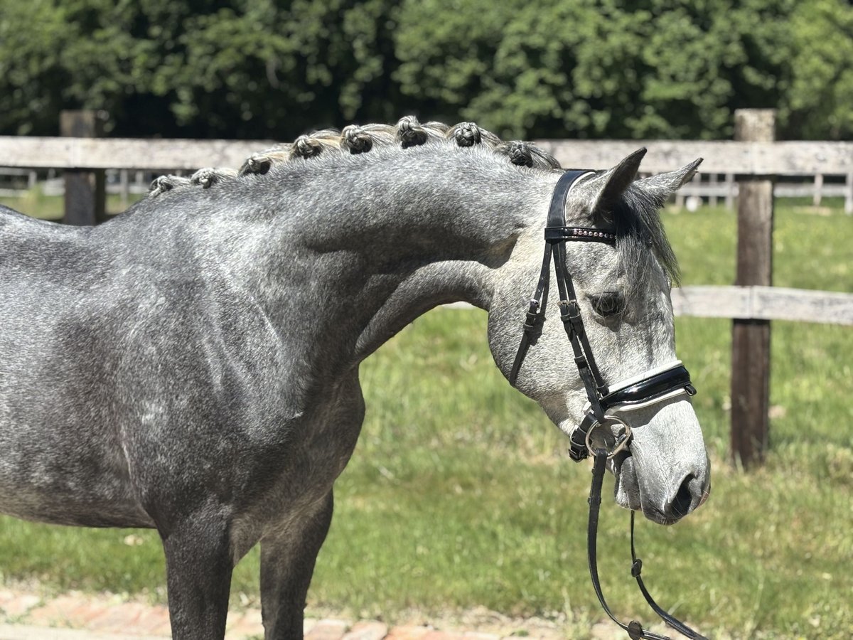 German Riding Pony Gelding 4 years 14,3 hh Gray in Kirchlengern