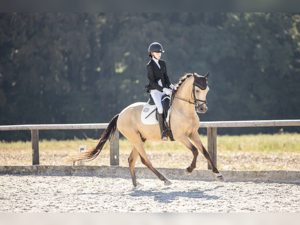 German Riding Pony Gelding 4 years 15.1 hh Buckskin in Lichtenfels