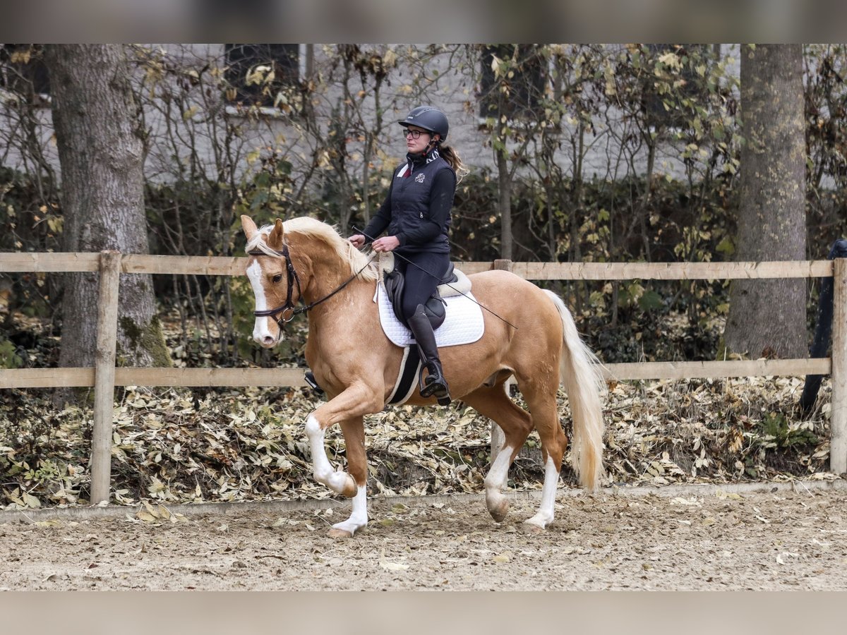 German Riding Pony Gelding 4 years 15 hh Palomino in Borgentreich