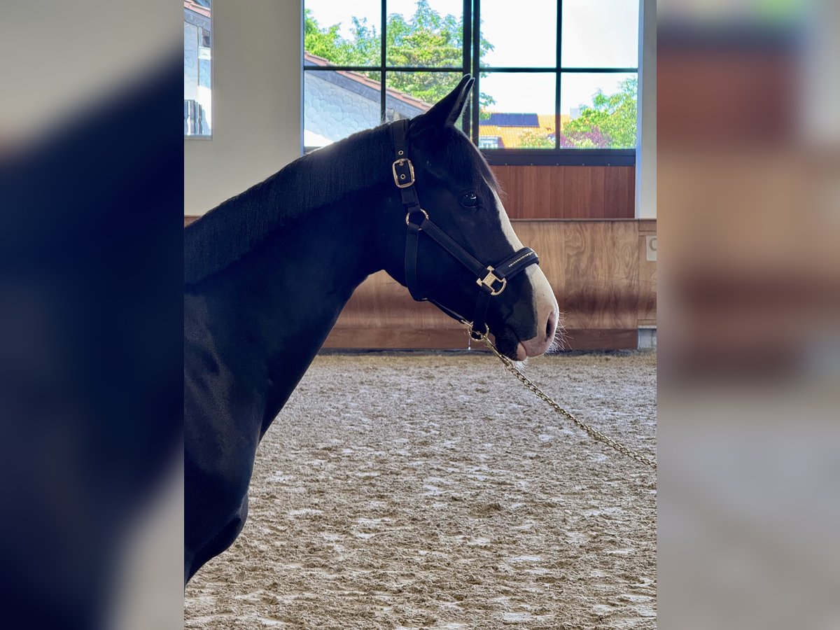 German Riding Pony Gelding 4 years 15,1 hh Black in H&#xFC;lbenH&#xFC;lben