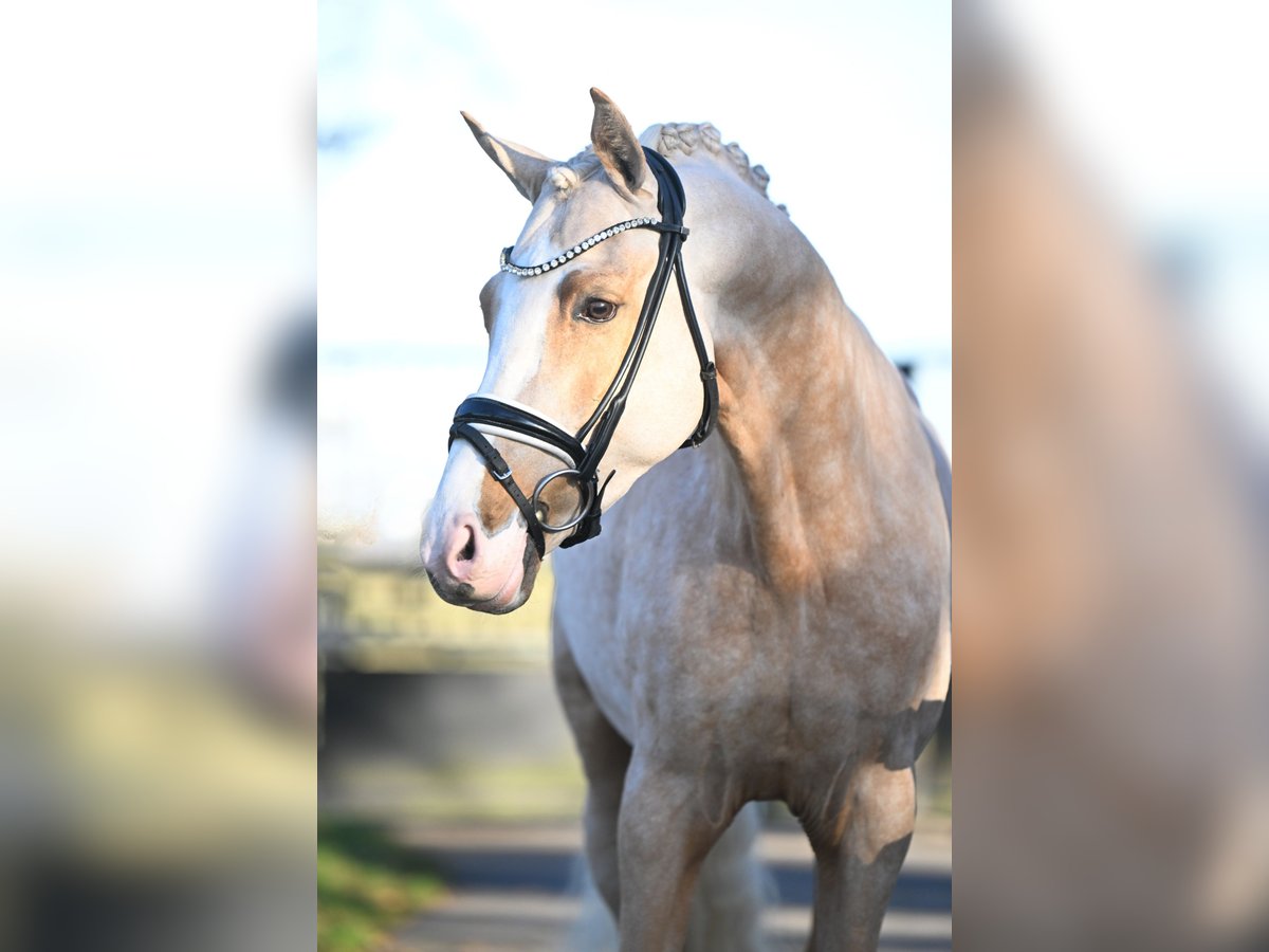 German Riding Pony Gelding 4 years 15,1 hh Palomino in Vettwei&#xDF;