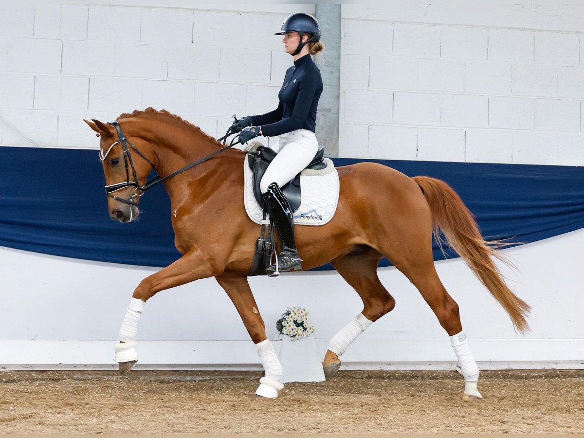 German Riding Pony Gelding 4 years 16 hh Chestnut-Red in Marsberg