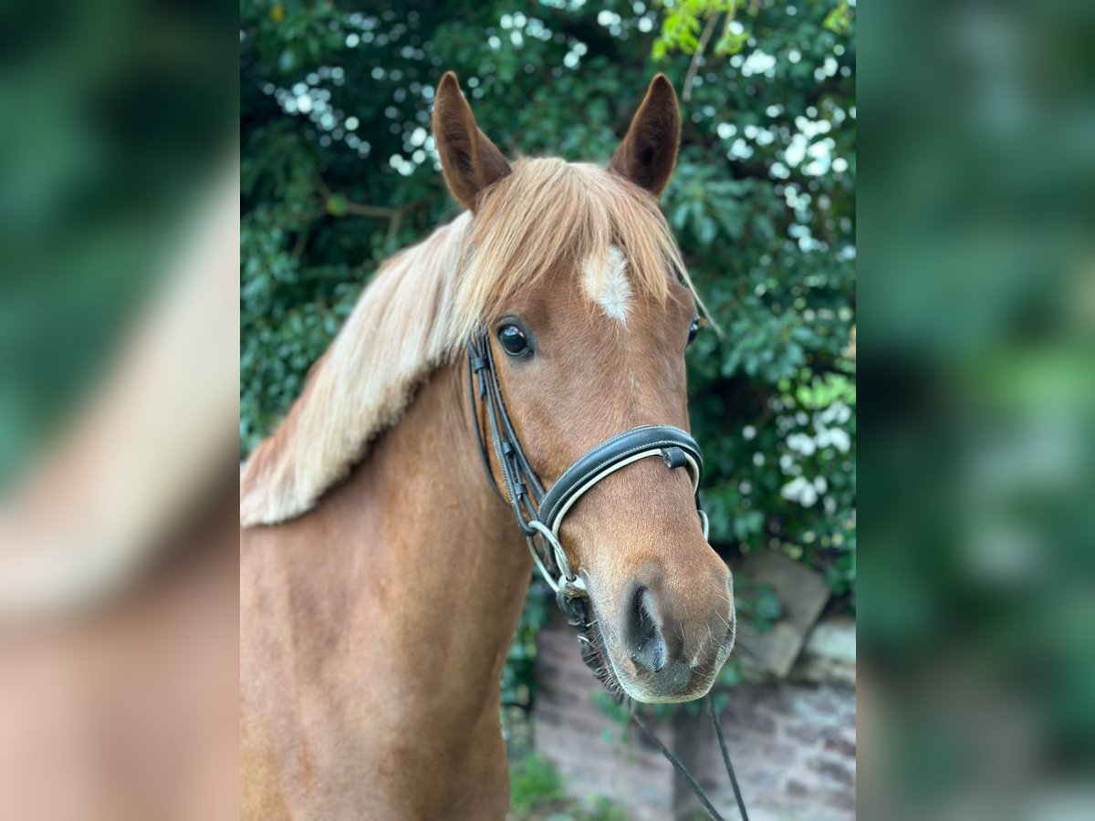 German Riding Pony Gelding 5 years 13,3 hh Chestnut-Red in Willich