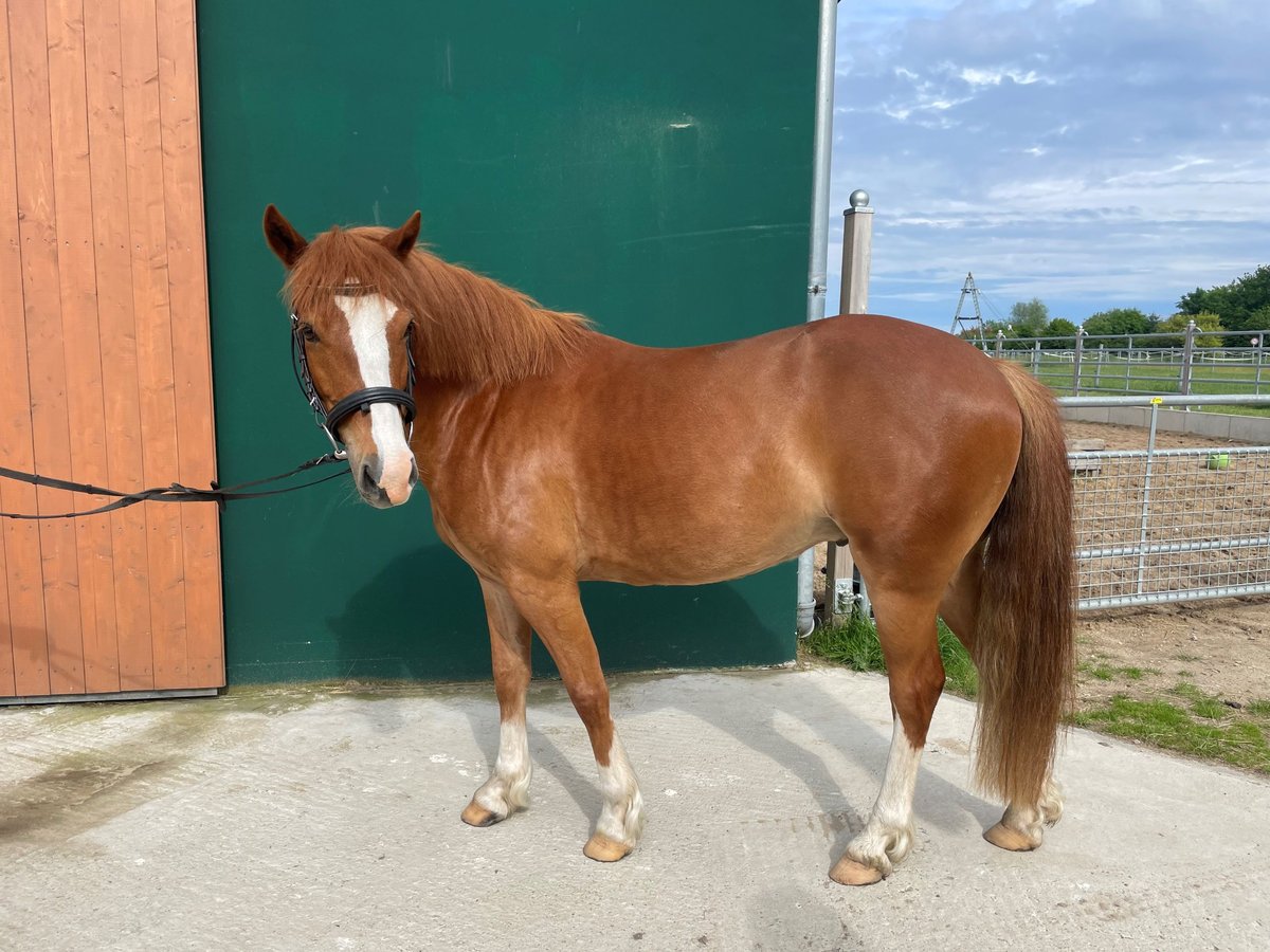 German Riding Pony Mix Gelding 5 years 13 hh Chestnut-Red in FehmarnWulfen