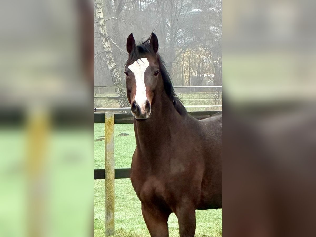 German Riding Pony Gelding 5 years 14,1 hh Bay-Dark in Vechta