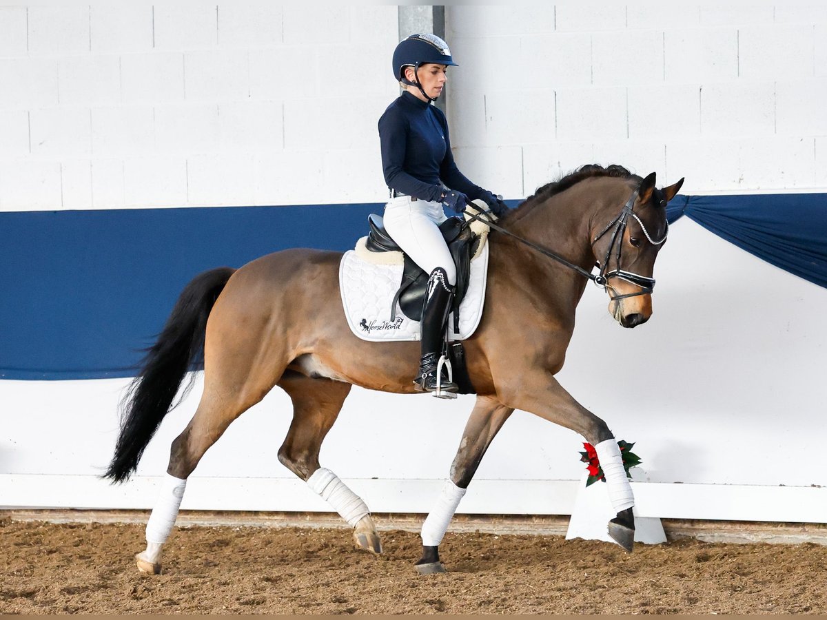 German Riding Pony Gelding 5 years 14,1 hh Brown in Marsberg