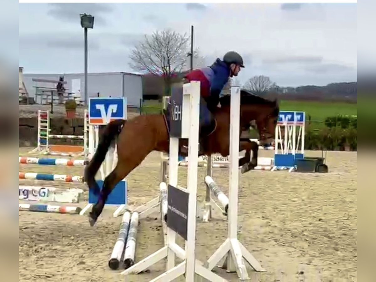 German Riding Pony Gelding 5 years 14,1 hh Brown in Lindlar