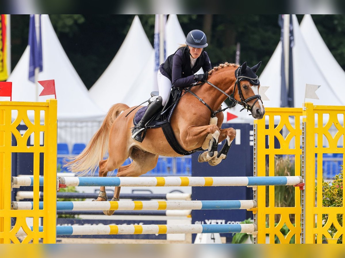 German Riding Pony Gelding 5 years 14,1 hh Chestnut-Red in Enge-Sande