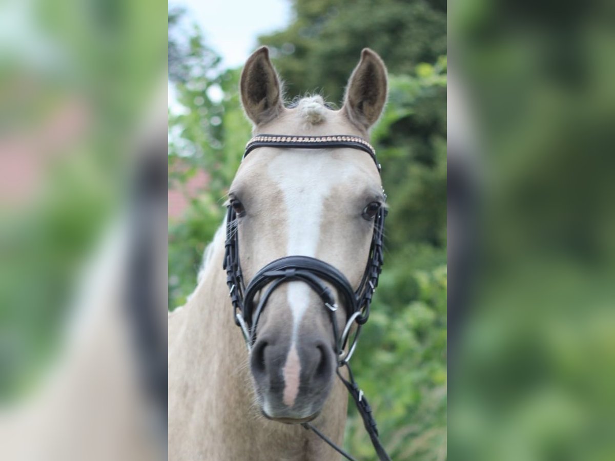 German Riding Pony Gelding 5 years 14,1 hh Palomino in Rehfelde