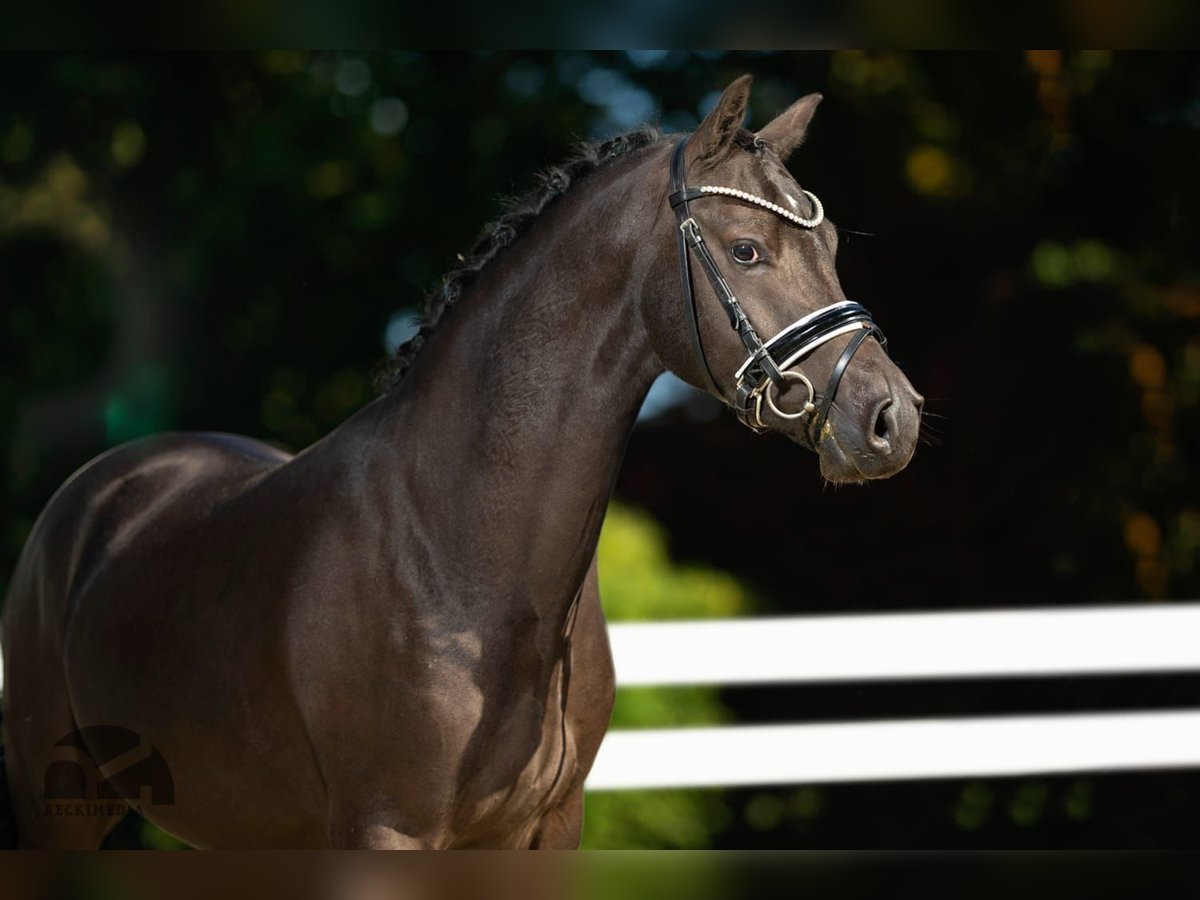 German Riding Pony Gelding 5 years 14,1 hh Smoky-Black in GundelfingenGundelfingen