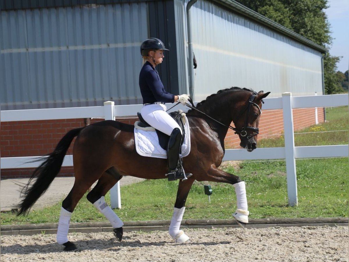 German Riding Pony Gelding 5 years 14,2 hh Bay-Dark in Recke, bei Osnabrück