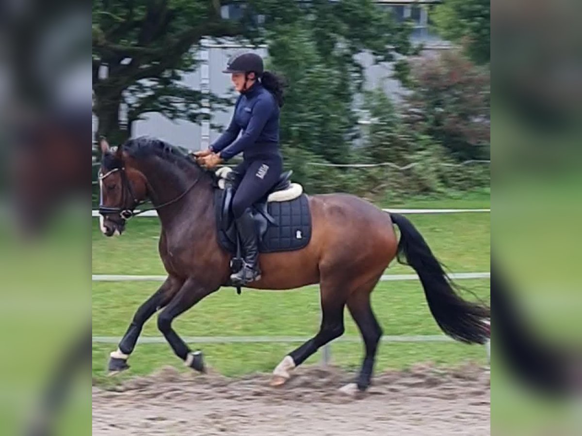 German Riding Pony Gelding 5 years 14,2 hh Bay-Dark in Esens