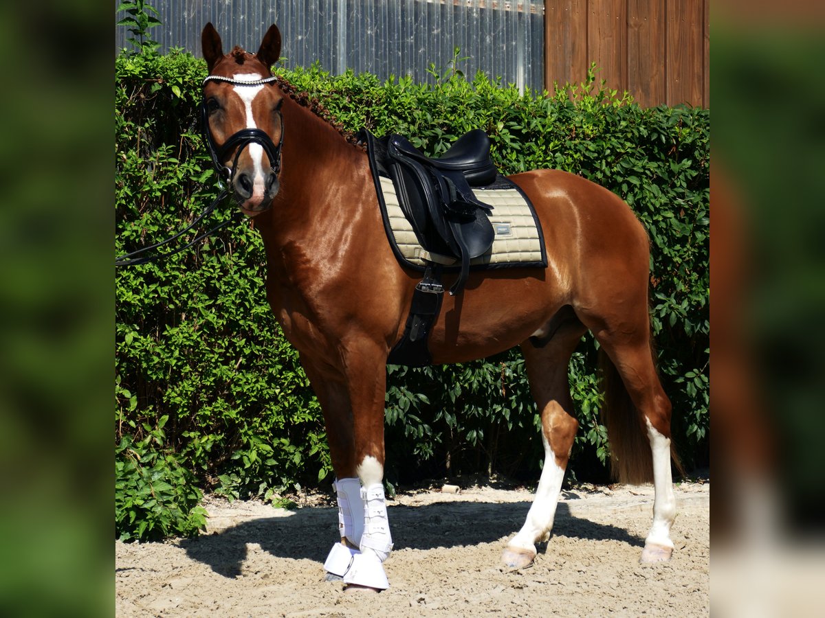 German Riding Pony Gelding 5 years 14,2 hh Chestnut-Red in Landsberg