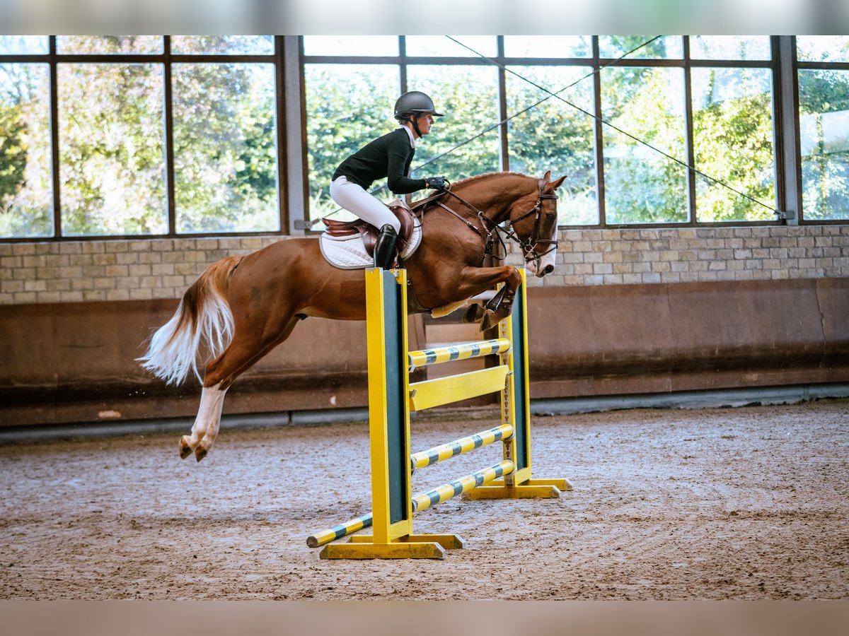 German Riding Pony Gelding 5 years 14,2 hh Chestnut-Red in Marsberg