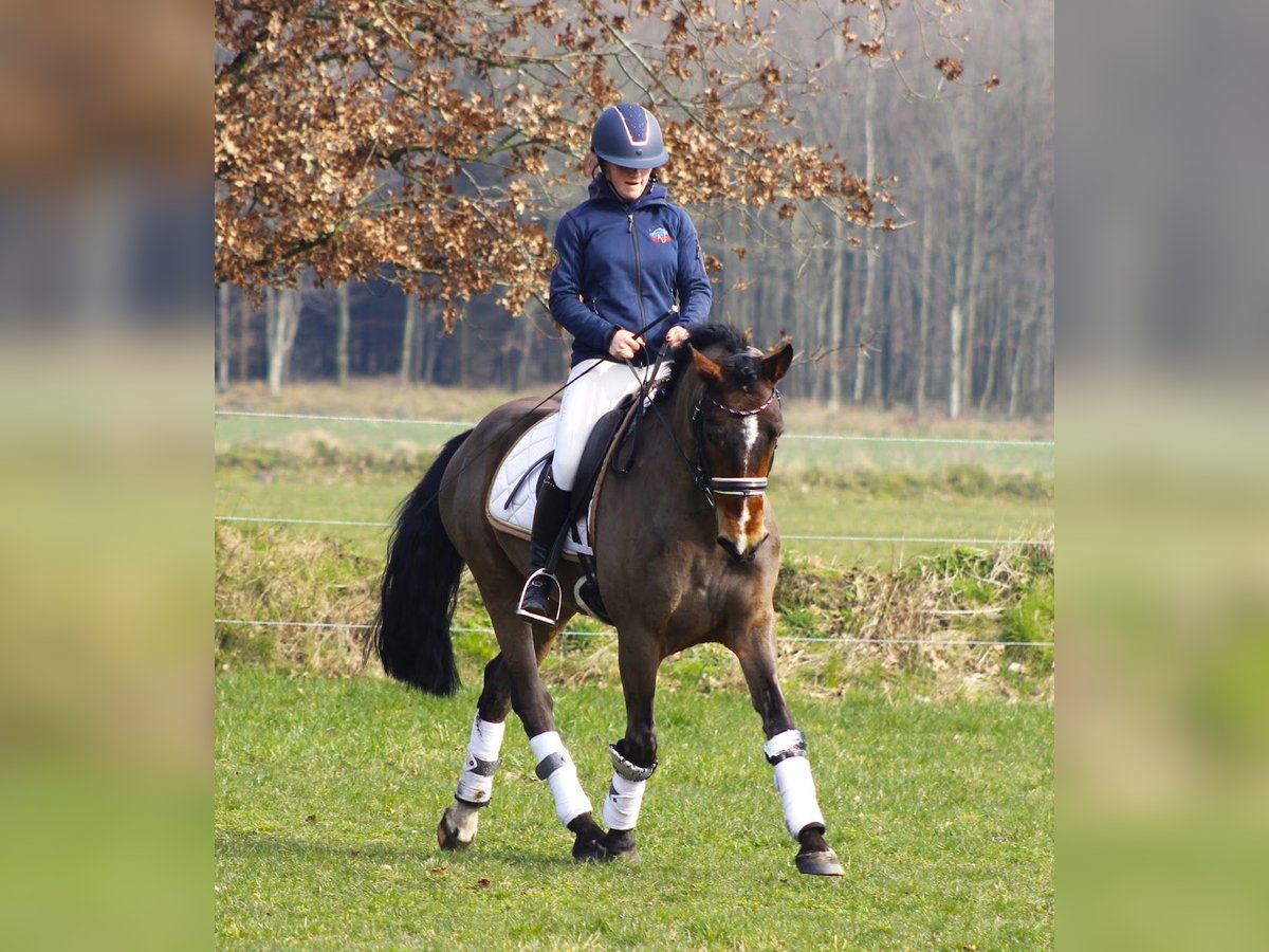 German Riding Pony Gelding 5 years 14,2 hh in Krumstedt