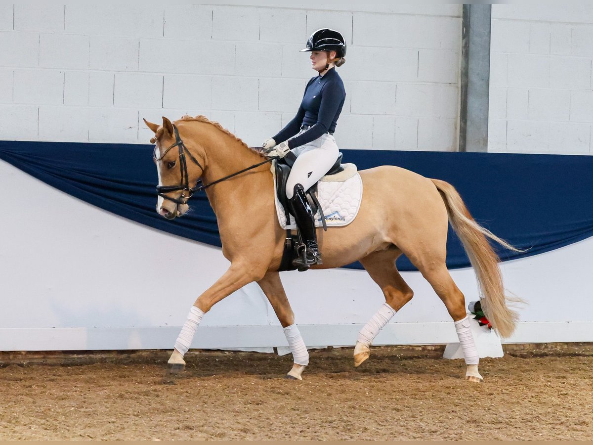 German Riding Pony Gelding 5 years 14,2 hh Dun in Marsberg