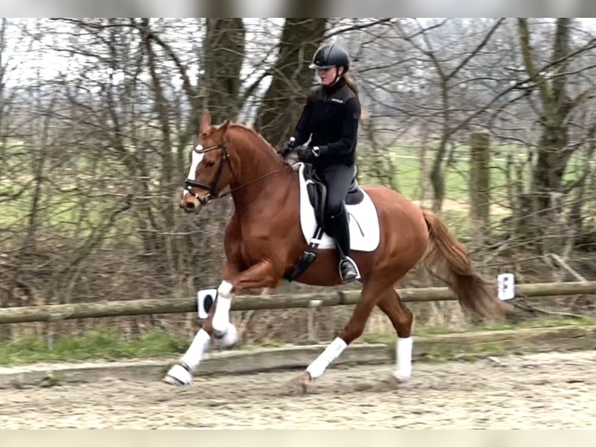 German Riding Pony Gelding 5 years 14,3 hh Chestnut-Red in Handewitt